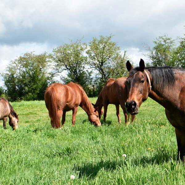 Pension pour chevaux à Boucé, Allier